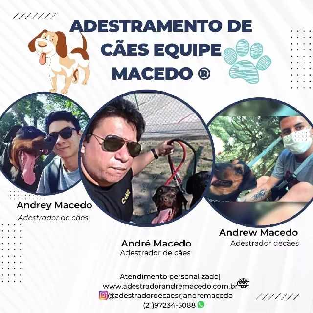 Adestramento de cães